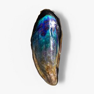 Mussel Shell 3D model