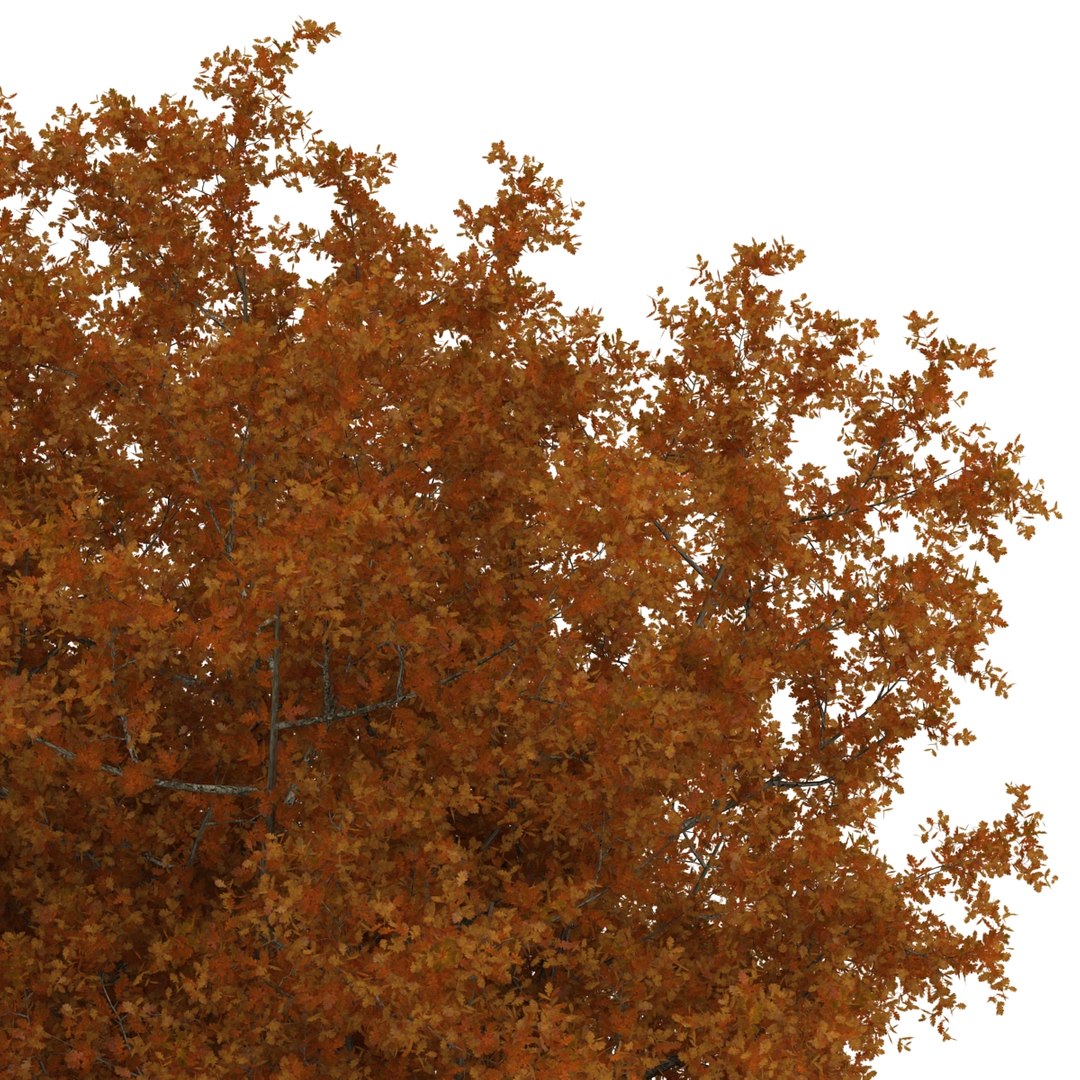 c4d autumn trees https://p.turbosquid.com/ts-thumb/lM/seDDsc/0NC0C00J/autumntrees3dmodelscollection018/jpg/1443876591/1920x1080/fit_q87/b3a34e97d1e7b75b941fca7d81232329f61ac1f7/autumntrees3dmodelscollection018.jpg