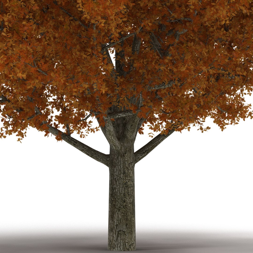 c4d autumn trees https://p.turbosquid.com/ts-thumb/lM/seDDsc/1rJAZwp4/autumntrees3dmodelscollection013/jpg/1443876590/1920x1080/fit_q87/c416f901814ca1f0f755fee0b36147dce3566b64/autumntrees3dmodelscollection013.jpg