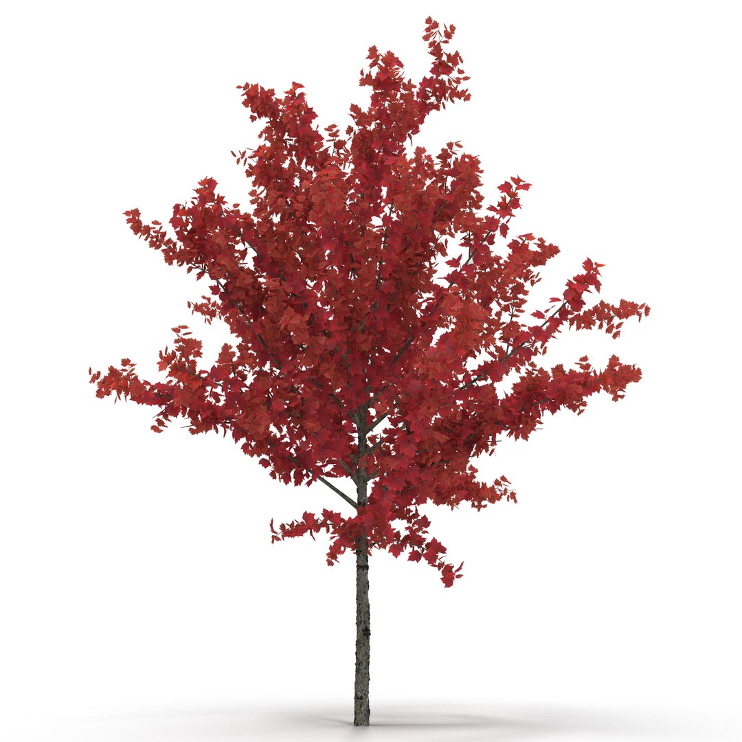 c4d autumn trees https://p.turbosquid.com/ts-thumb/lM/seDDsc/35i7d8BH/autumntrees3dmodelscollection051/jpg/1443876594/1920x1080/fit_q87/369ef86e7f96a7c375500b850ce7c0f23471ca36/autumntrees3dmodelscollection051.jpg