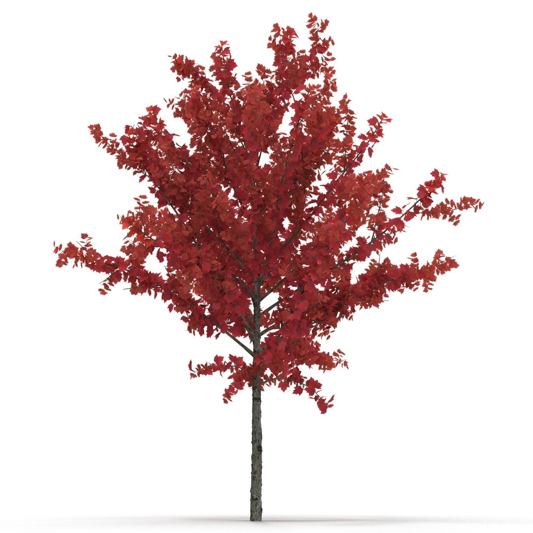 c4d autumn trees https://p.turbosquid.com/ts-thumb/lM/seDDsc/3HfxF5Eq/autumntrees3dmodelscollection052/jpg/1443876594/1920x1080/fit_q87/8386ecdcc789b8092ec5bd31b6bf2ad65b31ece4/autumntrees3dmodelscollection052.jpg