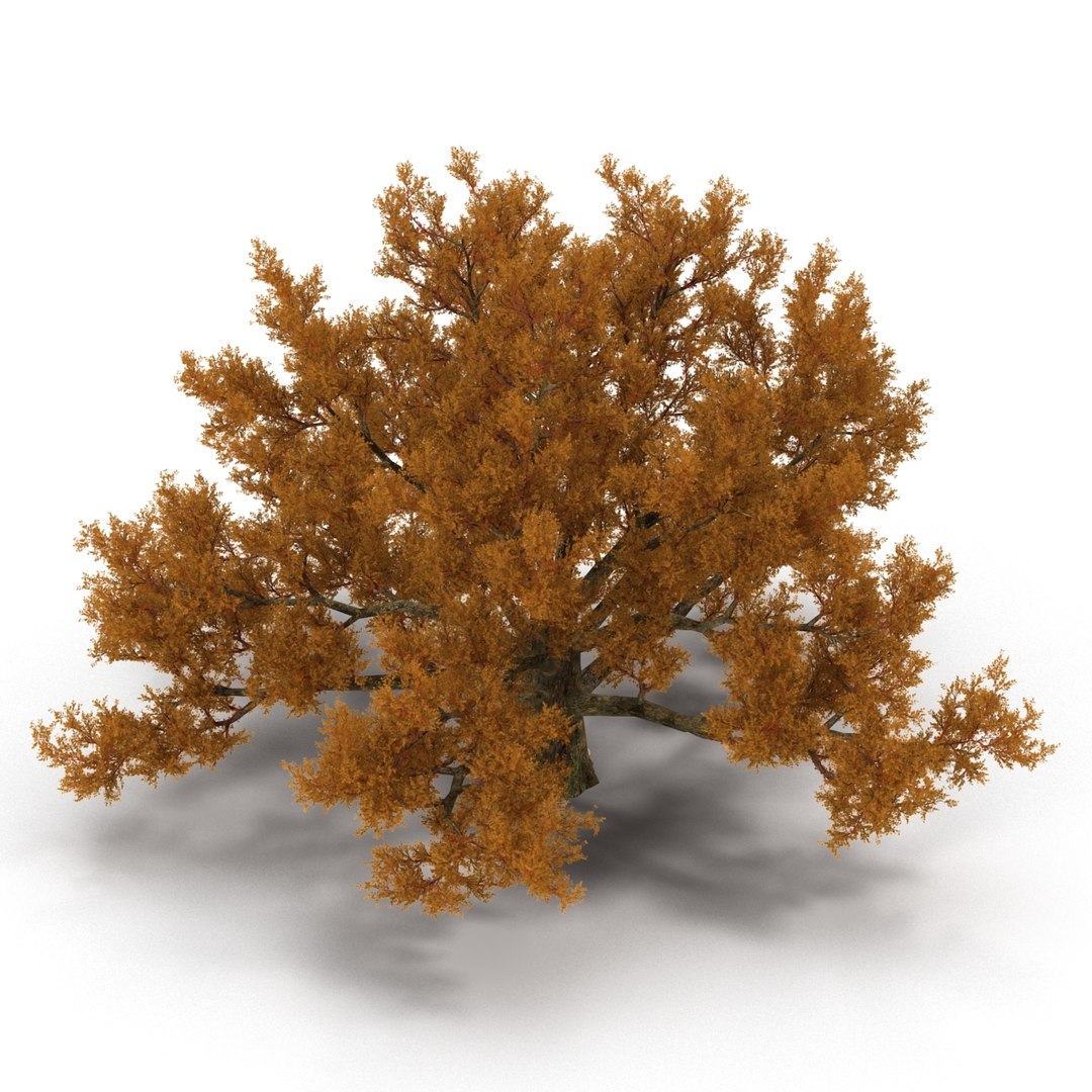 c4d autumn trees https://p.turbosquid.com/ts-thumb/lM/seDDsc/4Jn8xCwG/autumntrees3dmodelscollection022/jpg/1443876591/1920x1080/fit_q87/04a85309ce23f90d3df52ec4ba3104d2668de592/autumntrees3dmodelscollection022.jpg