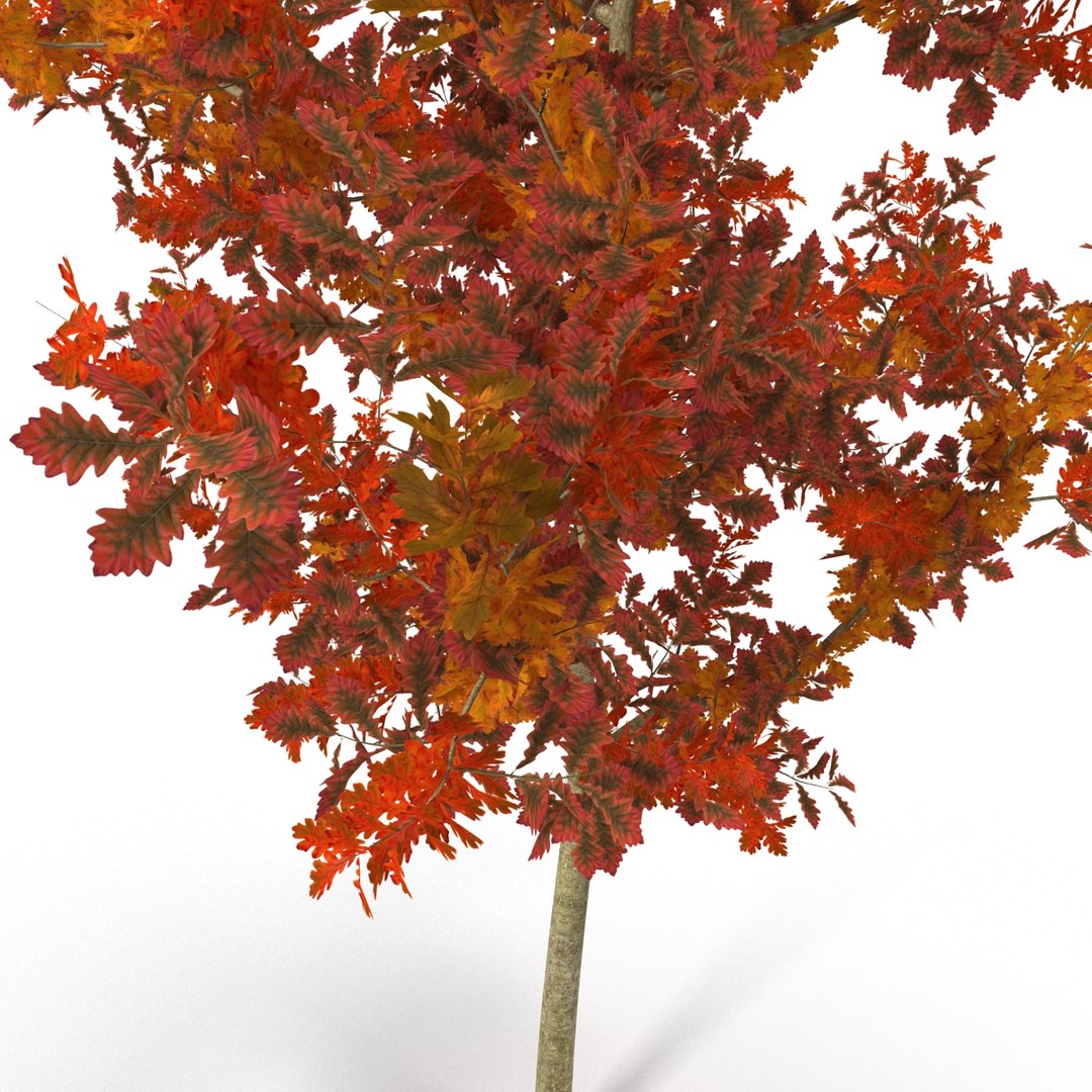c4d autumn trees https://p.turbosquid.com/ts-thumb/lM/seDDsc/5BNaTn4Q/autumntrees3dmodelscollection066/jpg/1443876596/1920x1080/fit_q87/c50046c35c35b03fd9c1d9cdd6e37e57223fc35e/autumntrees3dmodelscollection066.jpg