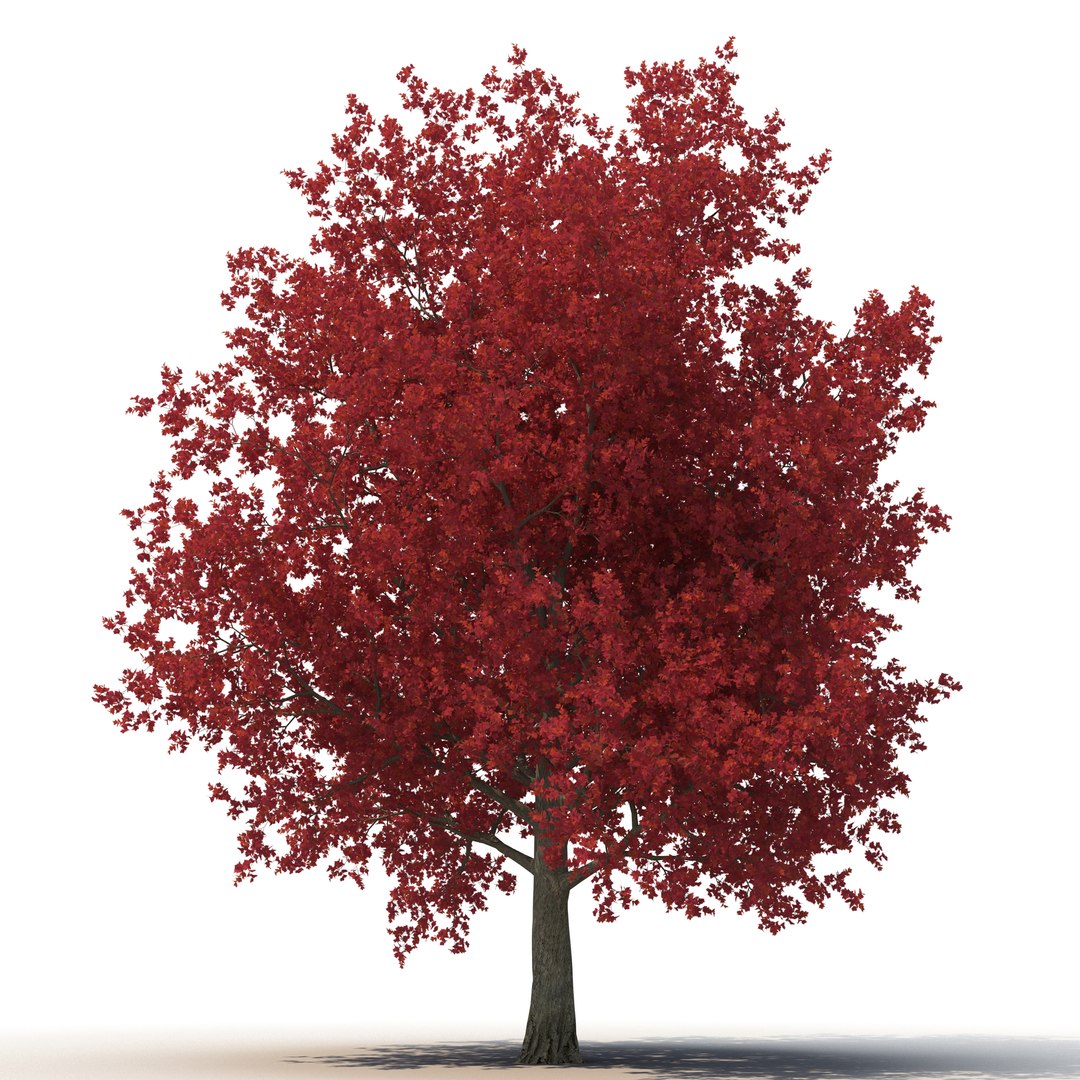 c4d autumn trees https://p.turbosquid.com/ts-thumb/lM/seDDsc/5xpjhcfR/autumntrees3dmodelscollection028/jpg/1443876592/1920x1080/fit_q87/979814bc15fca80e64ee2eeeb9d4f75b9867cf7f/autumntrees3dmodelscollection028.jpg