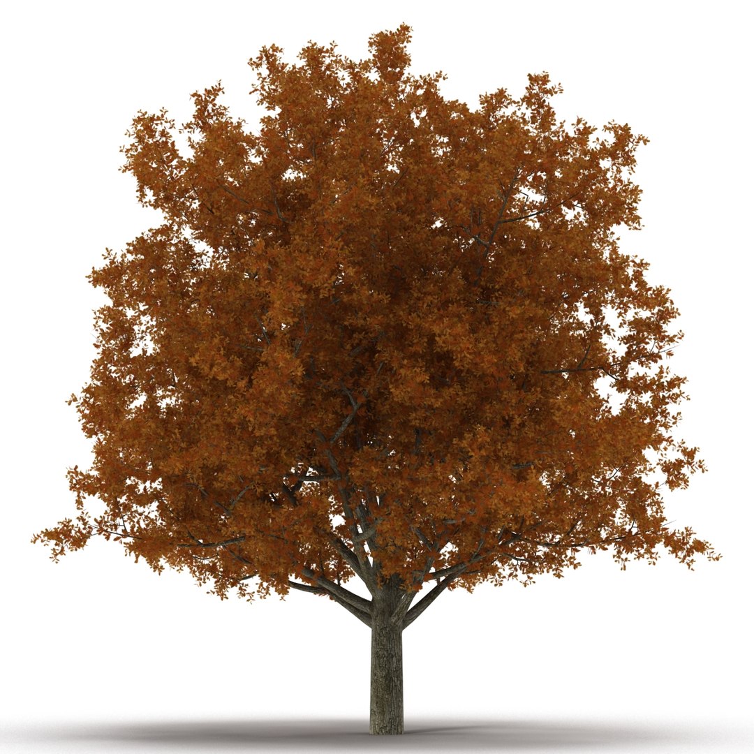 c4d autumn trees https://p.turbosquid.com/ts-thumb/lM/seDDsc/6XTJGXFl/autumntrees3dmodelscollection009/jpg/1443876590/1920x1080/fit_q87/efa2abc3f7bb2e44d2eaa47c90d3d4ffc12bf23c/autumntrees3dmodelscollection009.jpg