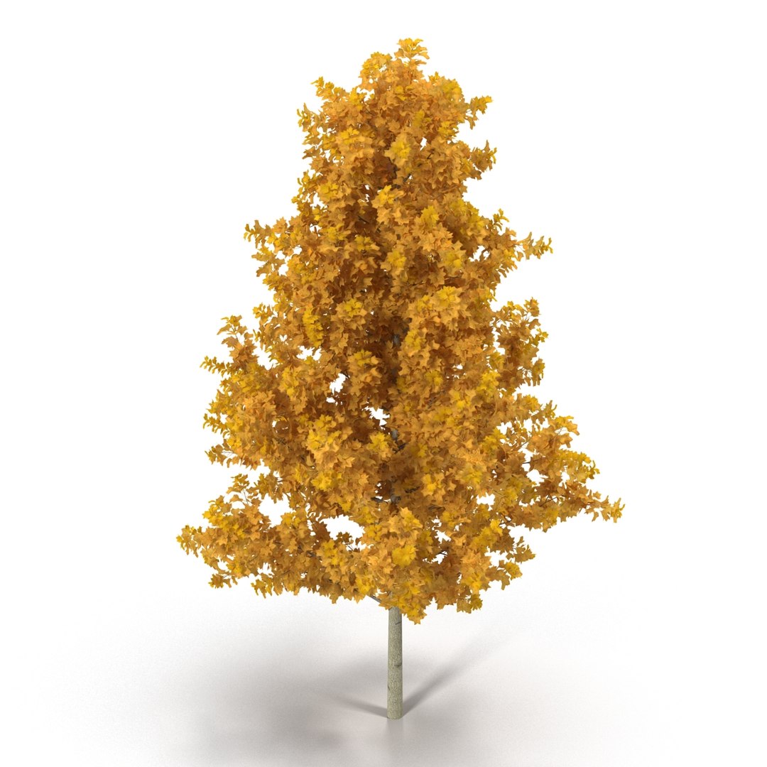 c4d autumn trees https://p.turbosquid.com/ts-thumb/lM/seDDsc/7ZPEn09k/autumntrees3dmodelscollection072/jpg/1443876596/1920x1080/fit_q87/9fb35f1bf6b3e103b986ff7039b6fd1ab1e9ec23/autumntrees3dmodelscollection072.jpg