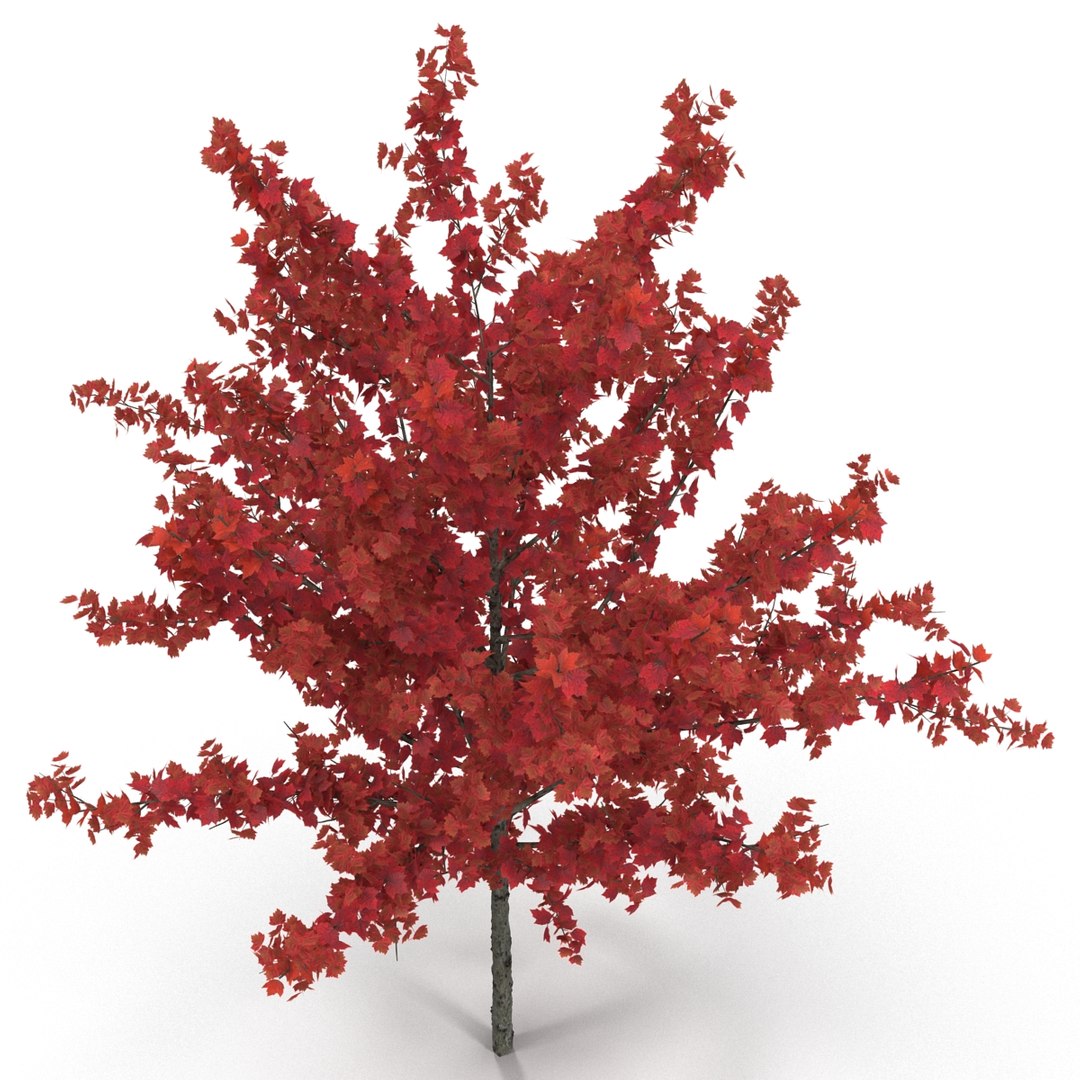 c4d autumn trees https://p.turbosquid.com/ts-thumb/lM/seDDsc/7qyXCTqq/autumntrees3dmodelscollection053/jpg/1443876594/1920x1080/fit_q87/53ae160eef4457e35a001e498a10142b1df106d1/autumntrees3dmodelscollection053.jpg