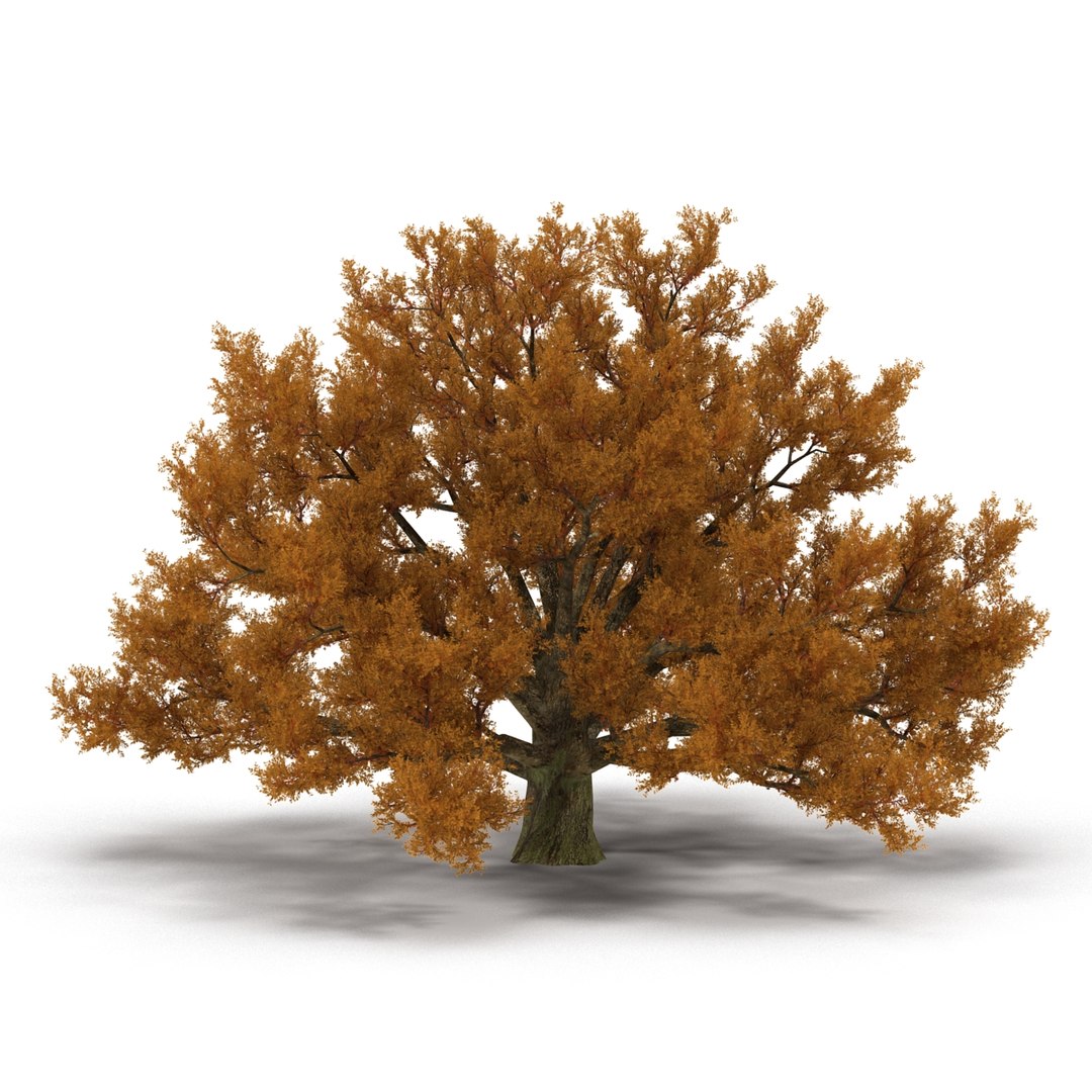 c4d autumn trees https://p.turbosquid.com/ts-thumb/lM/seDDsc/7vBOTwas/autumntrees3dmodelscollection021/jpg/1443876591/1920x1080/fit_q87/f6cef98b0be504a85c45c6fb22265260ccdce2b8/autumntrees3dmodelscollection021.jpg