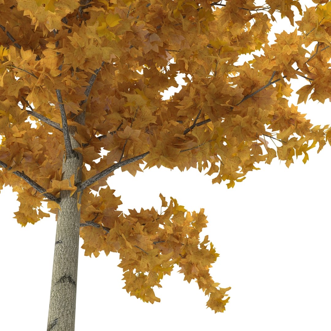 c4d autumn trees https://p.turbosquid.com/ts-thumb/lM/seDDsc/9R53W8iw/autumntrees3dmodelscollection073/jpg/1443876596/1920x1080/fit_q87/6e7f4773a195fa65bfc874526b3abb6333be5c49/autumntrees3dmodelscollection073.jpg