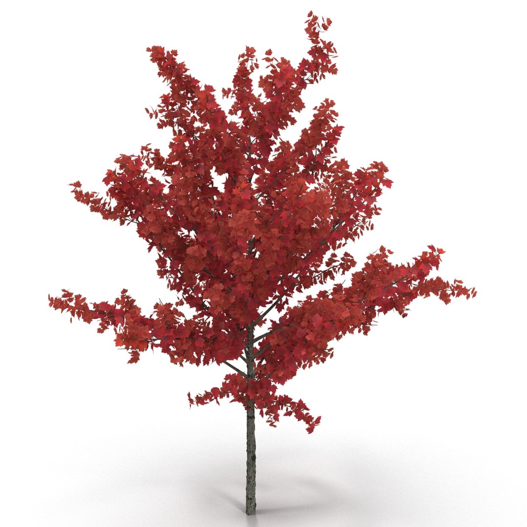 c4d autumn trees https://p.turbosquid.com/ts-thumb/lM/seDDsc/ABq0ckMx/autumntrees3dmodelscollection054/jpg/1443876595/1920x1080/fit_q87/11e20ebd3835d09267fa958278b3372f411835be/autumntrees3dmodelscollection054.jpg