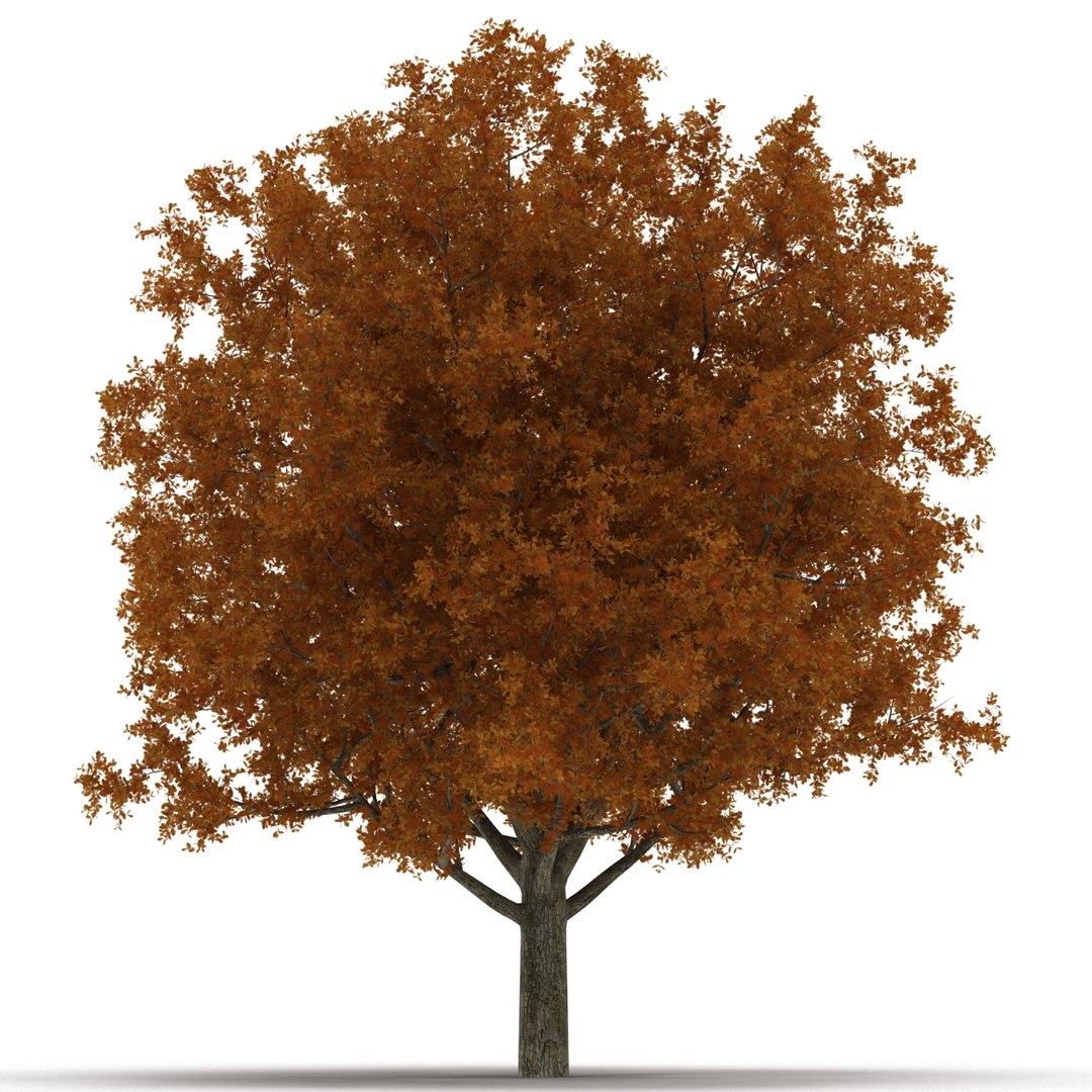 c4d autumn trees https://p.turbosquid.com/ts-thumb/lM/seDDsc/AnomtneB/autumntrees3dmodelscollection012/jpg/1443876590/1920x1080/fit_q87/304e27b1ae8393ba105fcd6e1a70e2685c1d12c5/autumntrees3dmodelscollection012.jpg