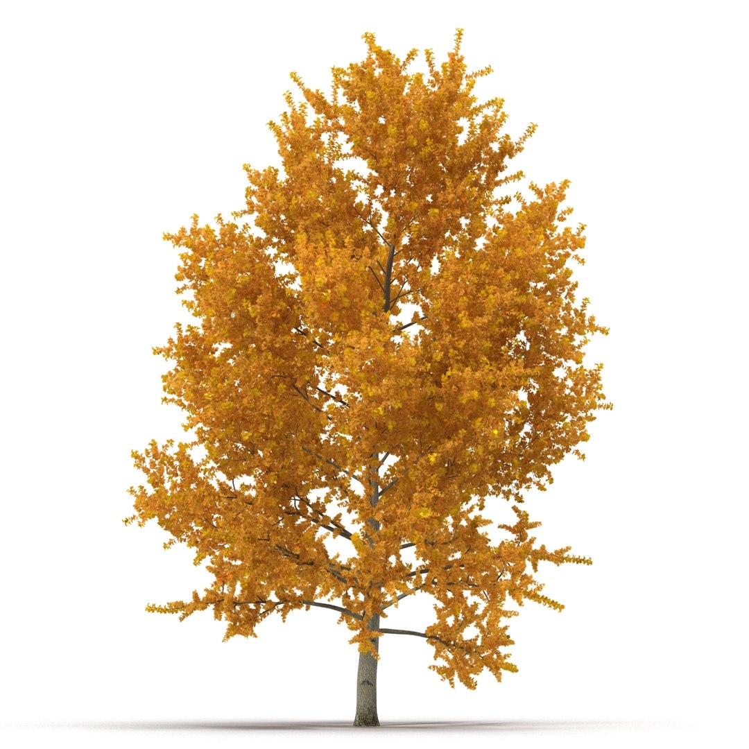 c4d autumn trees https://p.turbosquid.com/ts-thumb/lM/seDDsc/Cx99m33m/autumntrees3dmodelscollection046/jpg/1443876594/1920x1080/fit_q87/b7baa2866de7759e9d99b449a4d4034e3658410d/autumntrees3dmodelscollection046.jpg