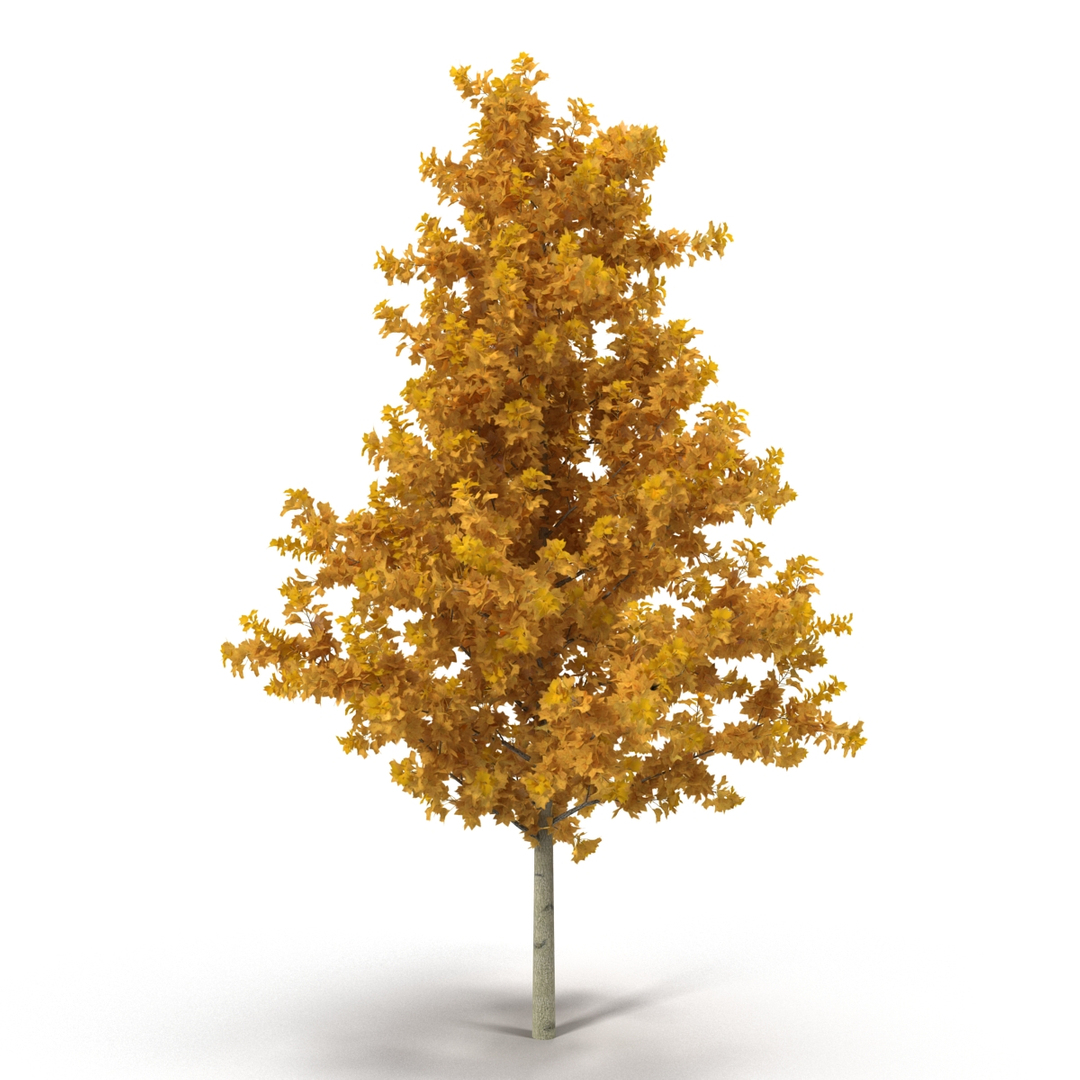 c4d autumn trees https://p.turbosquid.com/ts-thumb/lM/seDDsc/FgewcuKO/young_yellow_poplar_tree_autumn_360/jpg/1443874422/1920x1080/turn_fit_q99/05f3ed21829b89bb44bf6bc0ba34794d0e4ead5f/young_yellow_poplar_tree_autumn_360-1.jpg