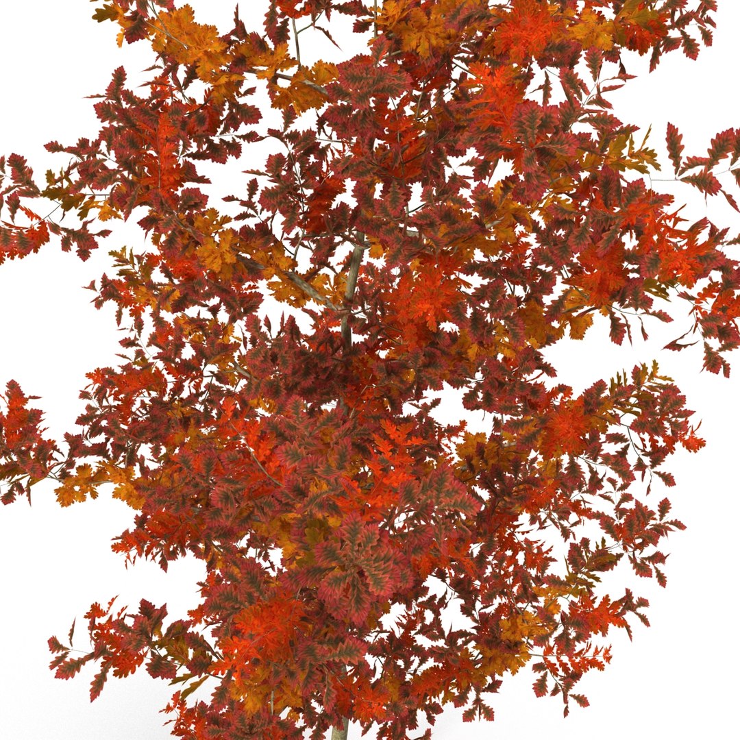 c4d autumn trees https://p.turbosquid.com/ts-thumb/lM/seDDsc/HJGfvm7a/autumntrees3dmodelscollection067/jpg/1443876596/1920x1080/fit_q87/21e0d5cfce487f2352d5b5d840beb12ea48a977b/autumntrees3dmodelscollection067.jpg