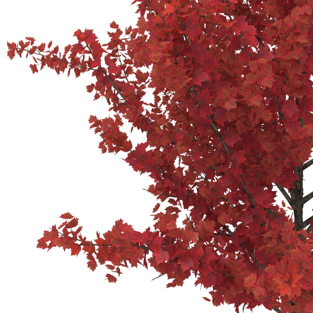 c4d autumn trees https://p.turbosquid.com/ts-thumb/lM/seDDsc/K9c1k9nM/autumntrees3dmodelscollection058/jpg/1443876595/1920x1080/fit_q87/6fbc4666566f528881c526777958ae806e06dfaa/autumntrees3dmodelscollection058.jpg