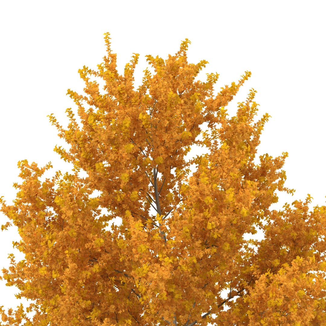 c4d autumn trees https://p.turbosquid.com/ts-thumb/lM/seDDsc/MlXIMmr4/autumntrees3dmodelscollection049/jpg/1443876594/1920x1080/fit_q87/2e8c01e8f66f15f1f47dca356bac9d919b7a2f87/autumntrees3dmodelscollection049.jpg