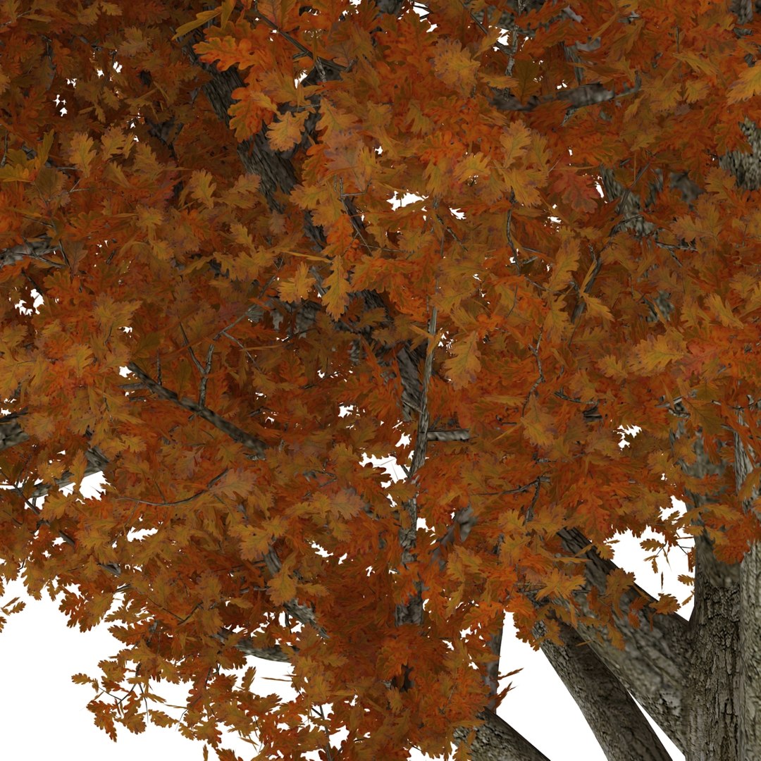 c4d autumn trees https://p.turbosquid.com/ts-thumb/lM/seDDsc/N6rfjTk1/autumntrees3dmodelscollection016/jpg/1443876591/1920x1080/fit_q87/ef53569bf3b920d1124cb2adbbc23e1b3236a4d8/autumntrees3dmodelscollection016.jpg