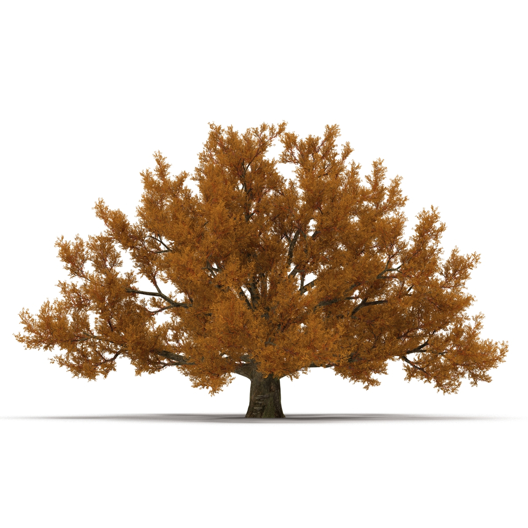 c4d autumn trees https://p.turbosquid.com/ts-thumb/lM/seDDsc/QD82F8VJ/old_white_oak_autumn_360/jpg/1443873536/1920x1080/turn_fit_q99/b9017b2a847c961f72fbcf9b1855be0777d26dd1/old_white_oak_autumn_360-1.jpg