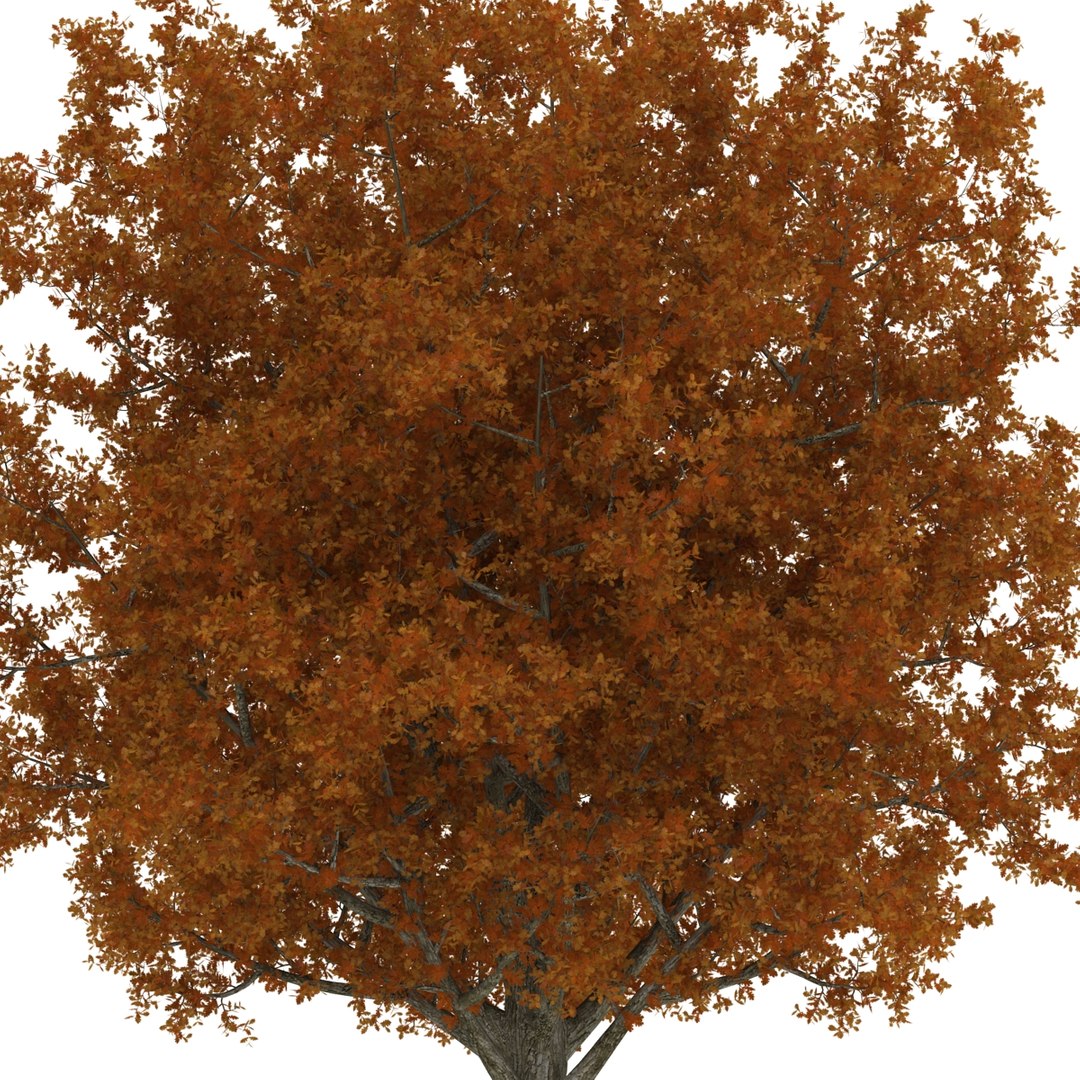 c4d autumn trees https://p.turbosquid.com/ts-thumb/lM/seDDsc/QNtchg9A/autumntrees3dmodelscollection017/jpg/1443876591/1920x1080/fit_q87/c550f3abd0d0c97d9e69fea3c66c6dba75d43db0/autumntrees3dmodelscollection017.jpg