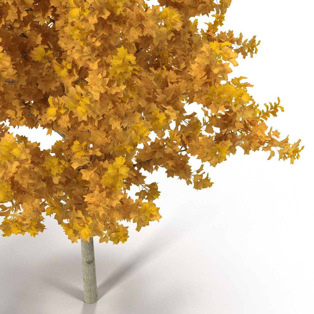 c4d autumn trees https://p.turbosquid.com/ts-thumb/lM/seDDsc/VqhAFZj4/autumntrees3dmodelscollection075/jpg/1443876597/1920x1080/fit_q87/c2fbdd63f44e2f1ce3d8ea4dbe36509e94cb40c0/autumntrees3dmodelscollection075.jpg