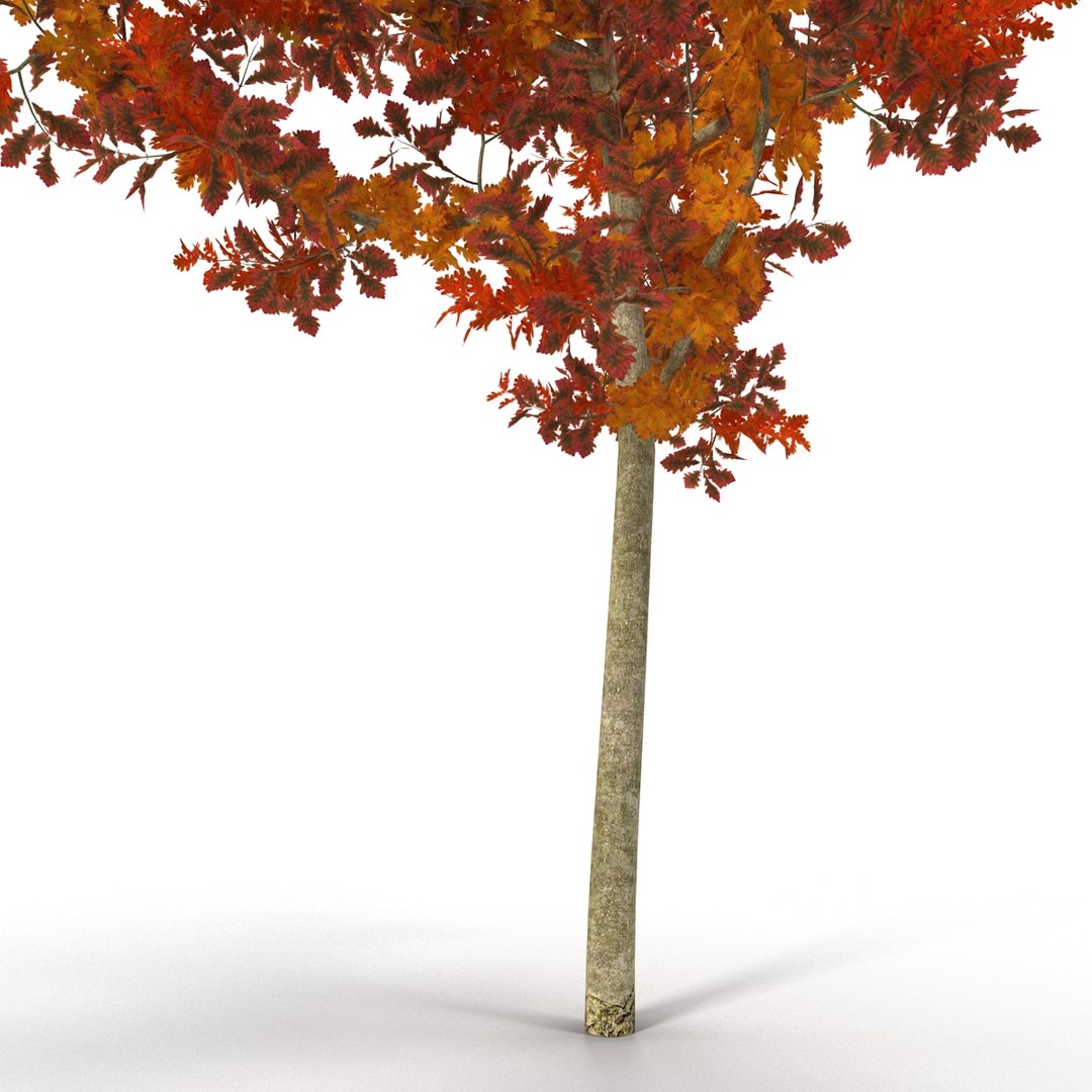 c4d autumn trees https://p.turbosquid.com/ts-thumb/lM/seDDsc/XeJHsG7o/autumntrees3dmodelscollection065/jpg/1443876596/1920x1080/fit_q87/455b71ce580cf4e4374946b48b7002709e0c6192/autumntrees3dmodelscollection065.jpg