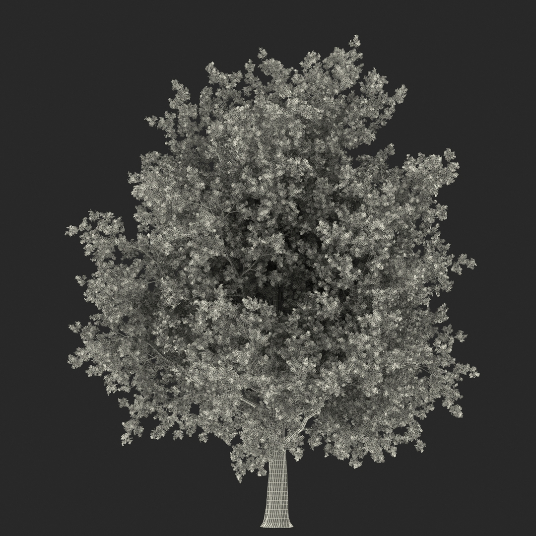 c4d autumn trees https://p.turbosquid.com/ts-thumb/lM/seDDsc/YndNSXQN/red_maple_tree_autumn_361/jpg/1443876888/1920x1080/turn_fit_q99/9d23f00a2b3cc268dafed1de853e89165016a754/red_maple_tree_autumn_361-1.jpg