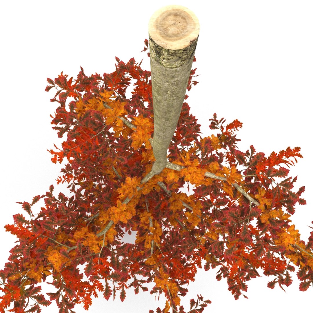 c4d autumn trees https://p.turbosquid.com/ts-thumb/lM/seDDsc/Yuk3kcMo/autumntrees3dmodelscollection068/jpg/1443876596/1920x1080/fit_q87/f529f62d87c95614bca98712469c14f266e3b84f/autumntrees3dmodelscollection068.jpg