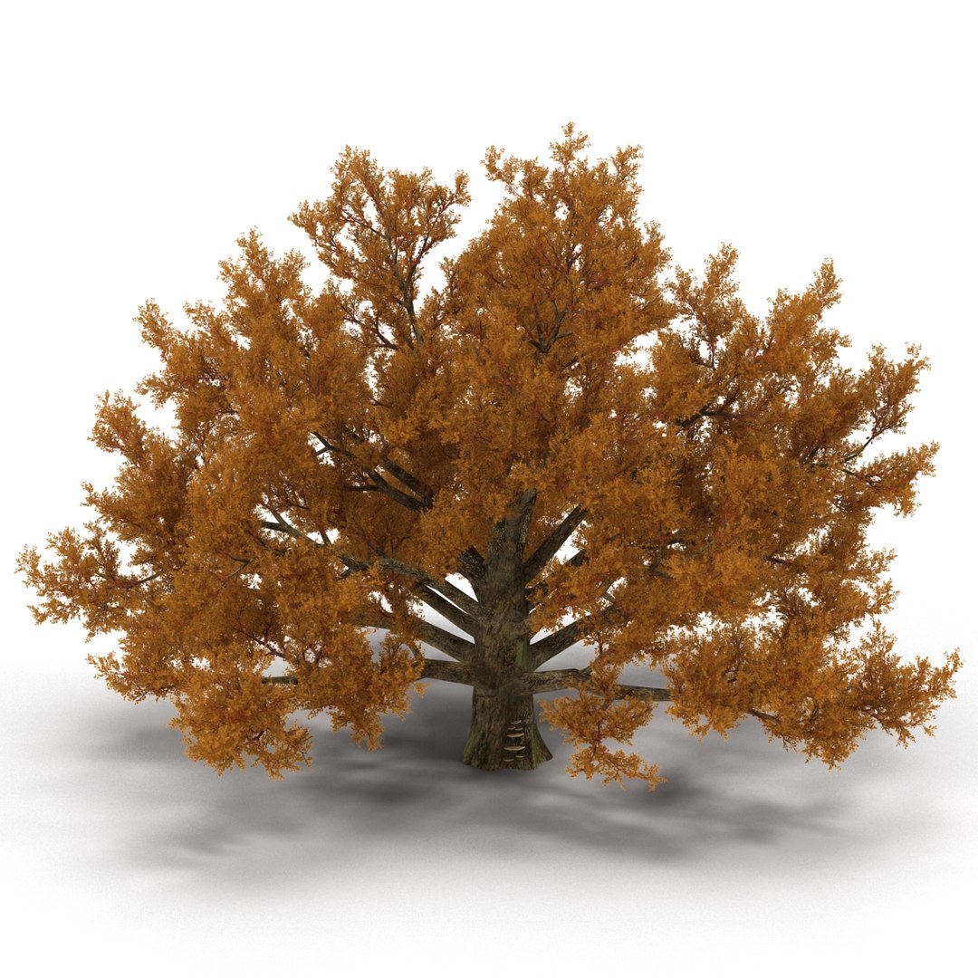 c4d autumn trees https://p.turbosquid.com/ts-thumb/lM/seDDsc/bA1E7AhP/autumntrees3dmodelscollection023/jpg/1443876592/1920x1080/fit_q87/c7046c4860062b36faede48eec1a746d2fda8ab9/autumntrees3dmodelscollection023.jpg