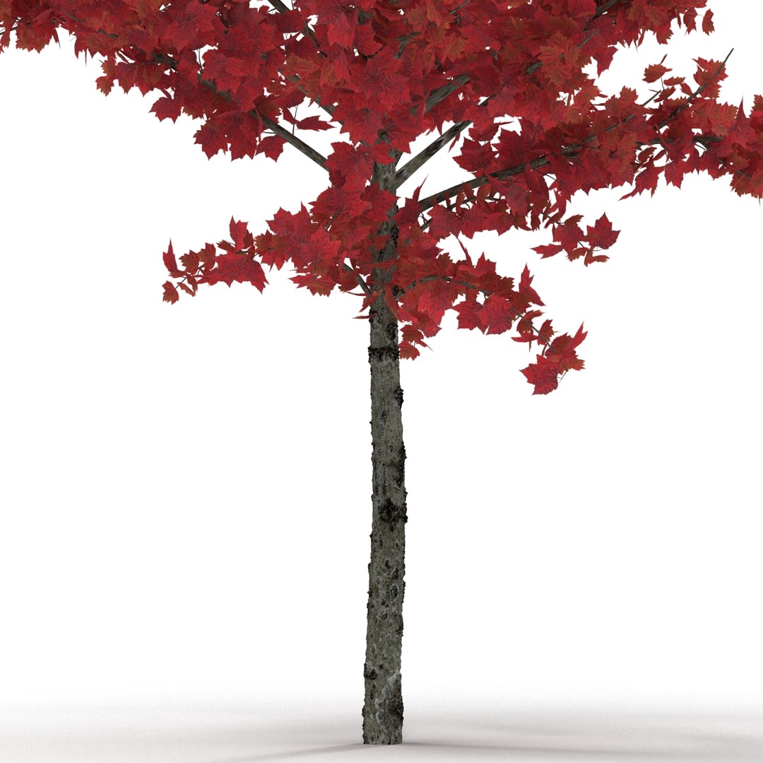 c4d autumn trees https://p.turbosquid.com/ts-thumb/lM/seDDsc/bXQQEiSy/autumntrees3dmodelscollection056/jpg/1443876595/1920x1080/fit_q87/06d76695b168e6dbc180370e47c1c0493b36eedd/autumntrees3dmodelscollection056.jpg