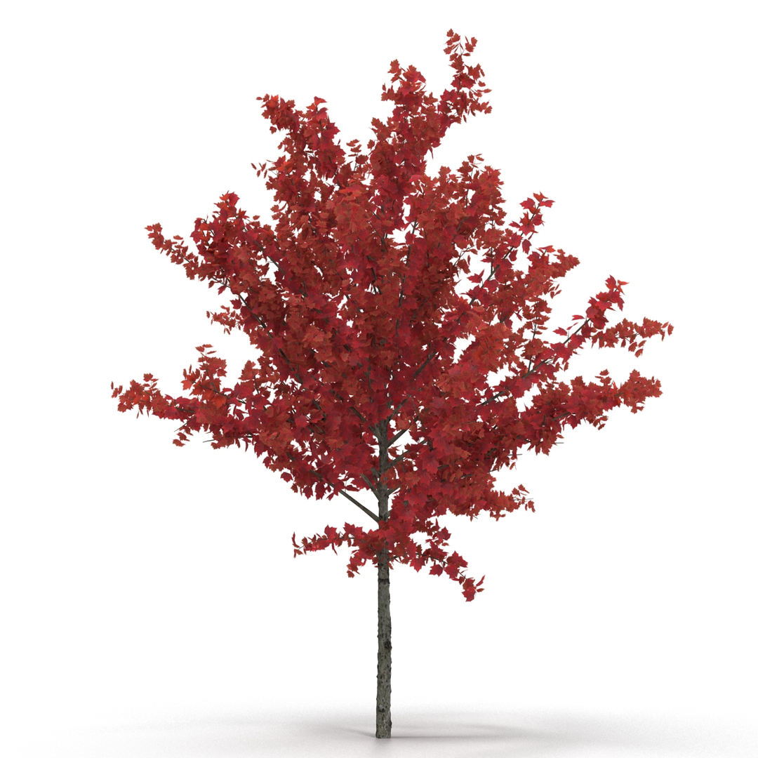 c4d autumn trees https://p.turbosquid.com/ts-thumb/lM/seDDsc/cterptoA/young_tree_red_maple_autumn_360/jpg/1443872694/1920x1080/turn_fit_q99/4b741e9d150094167ddfaf4d72526b7924455e73/young_tree_red_maple_autumn_360-1.jpg