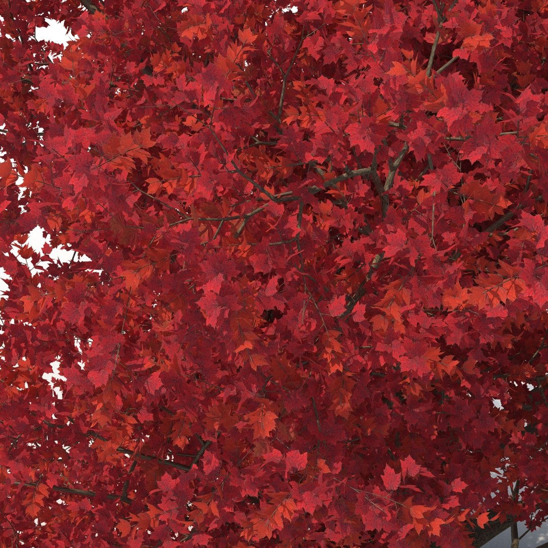 c4d autumn trees https://p.turbosquid.com/ts-thumb/lM/seDDsc/e58Du37V/autumntrees3dmodelscollection043/jpg/1443876594/1920x1080/fit_q87/53b103fe17f0ba15fd889974951496b33993281c/autumntrees3dmodelscollection043.jpg