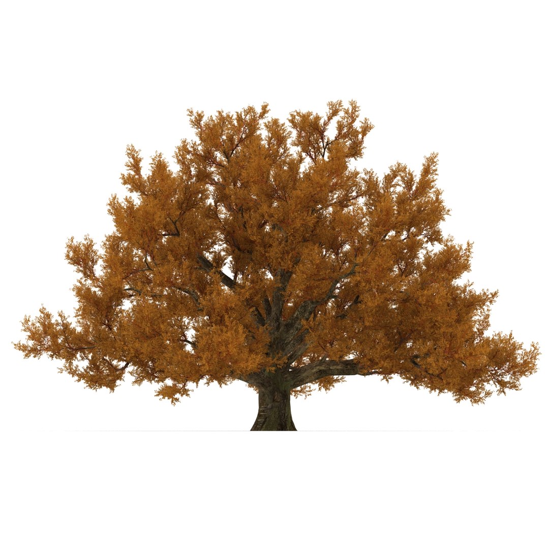 c4d autumn trees https://p.turbosquid.com/ts-thumb/lM/seDDsc/hzeVmjcg/autumntrees3dmodelscollection020/jpg/1443876591/1920x1080/fit_q87/249f5e7eb76f25e8bf9bdb3ac5e441235eaba1d9/autumntrees3dmodelscollection020.jpg