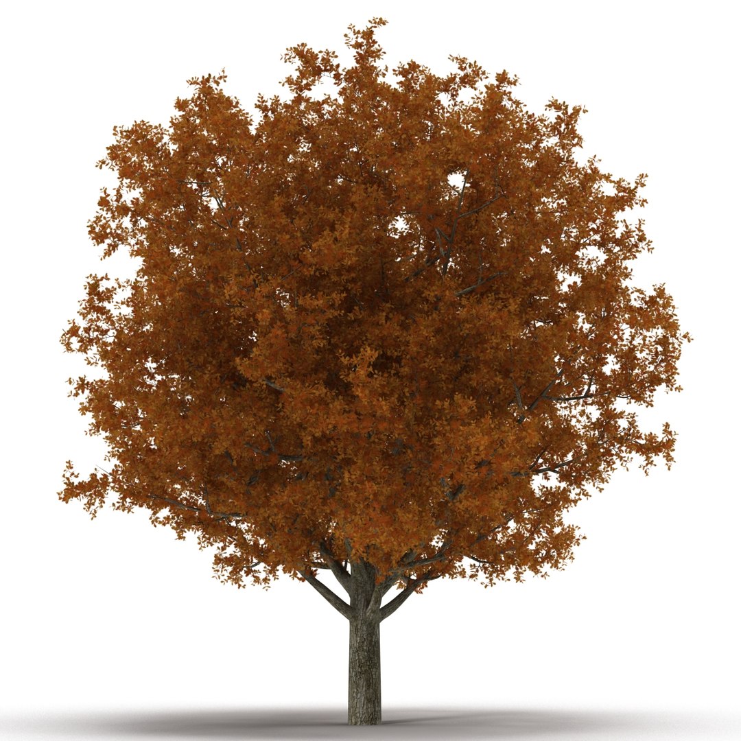 c4d autumn trees https://p.turbosquid.com/ts-thumb/lM/seDDsc/ipgksDeq/autumntrees3dmodelscollection010/jpg/1443876590/1920x1080/fit_q87/adc6ebda63dbcc094b7e4b2be08cbc4b18825171/autumntrees3dmodelscollection010.jpg