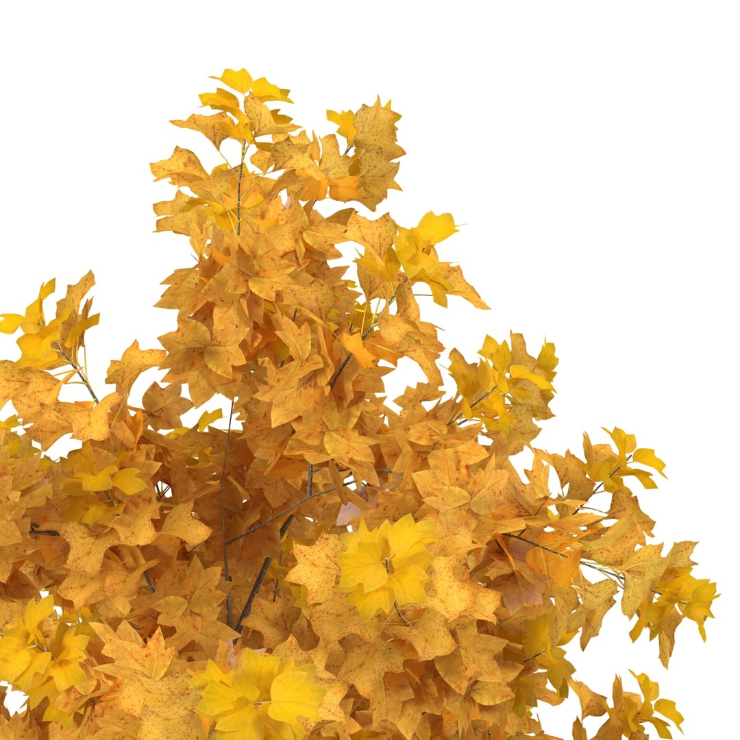 c4d autumn trees https://p.turbosquid.com/ts-thumb/lM/seDDsc/j0KNpanE/autumntrees3dmodelscollection074/jpg/1443876596/1920x1080/fit_q87/9d3093a8a3fde6368d9392afeb60636deae51057/autumntrees3dmodelscollection074.jpg