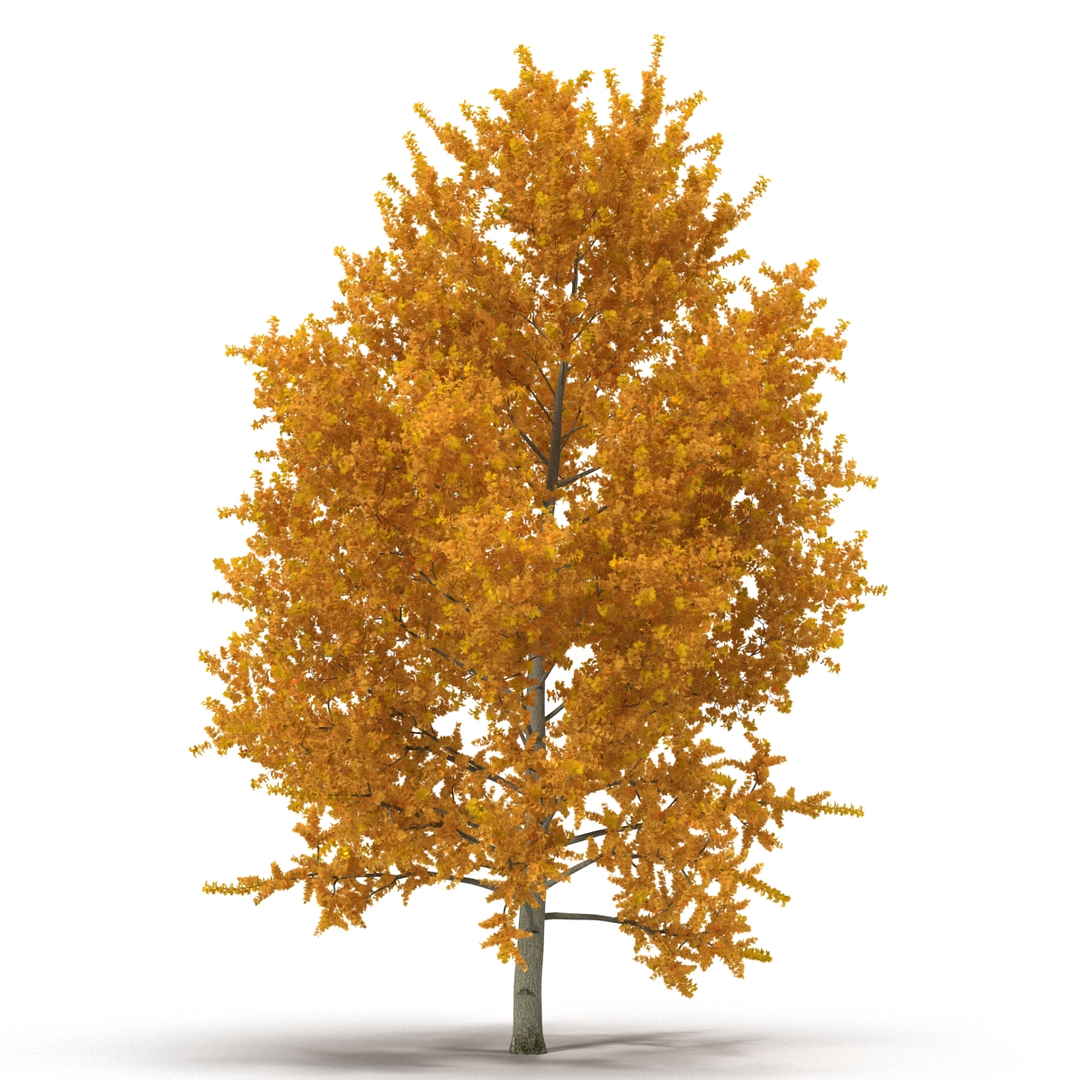 c4d autumn trees https://p.turbosquid.com/ts-thumb/lM/seDDsc/jD2W8QT7/yellow_poplar_tree_autumn_360/jpg/1443875370/1920x1080/turn_fit_q99/13234a9cd20d4ad6b769e8b6b5029ba486e99747/yellow_poplar_tree_autumn_360-1.jpg