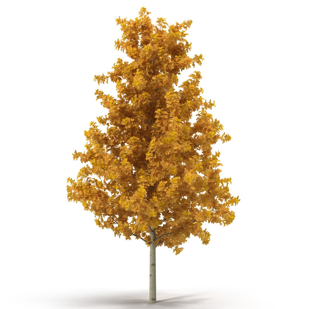 c4d autumn trees https://p.turbosquid.com/ts-thumb/lM/seDDsc/l7fWnIhX/autumntrees3dmodelscollection069/jpg/1443876596/1920x1080/fit_q87/da3a85a2397656a8dc6fa362e7f6de854bd53973/autumntrees3dmodelscollection069.jpg