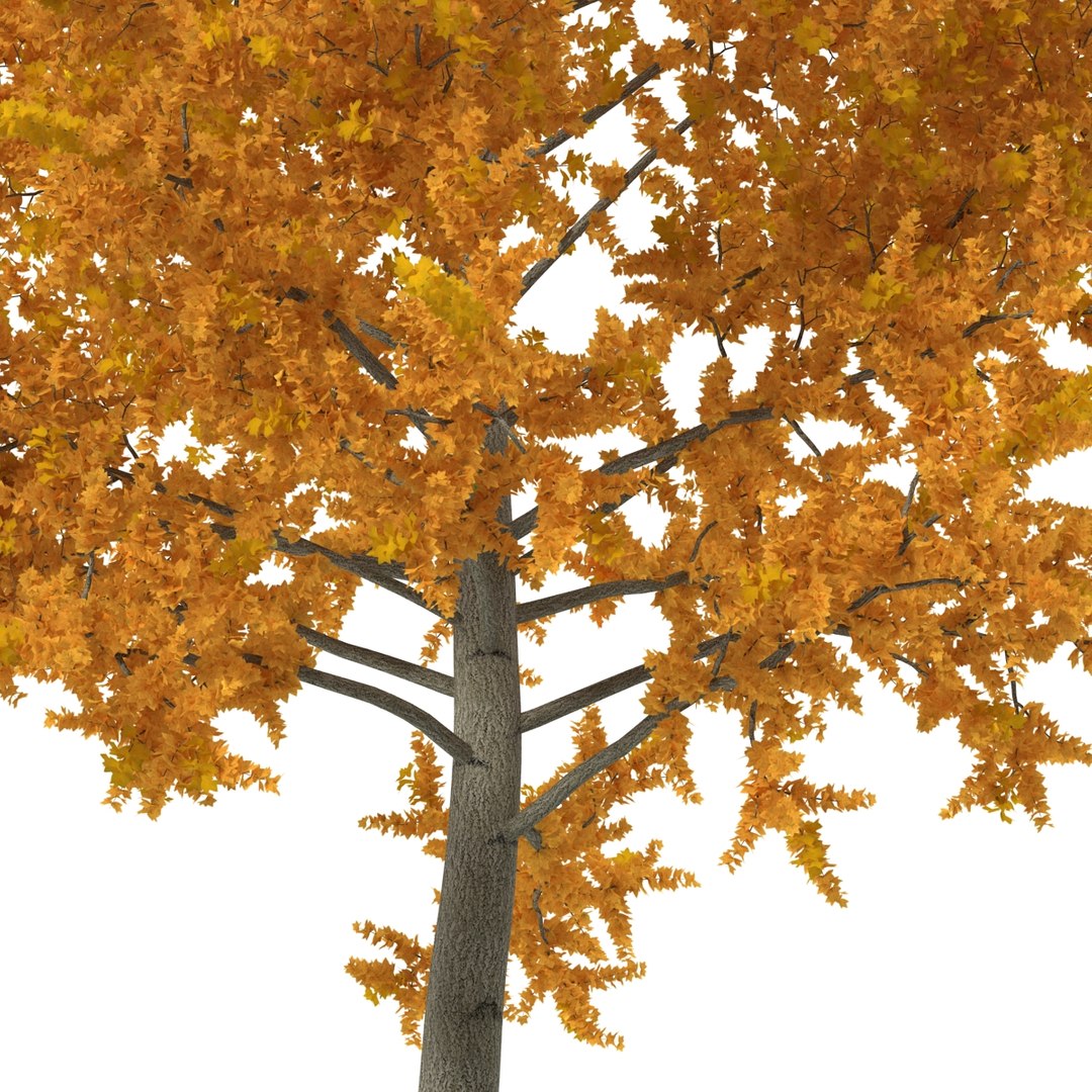 c4d autumn trees https://p.turbosquid.com/ts-thumb/lM/seDDsc/lE9N6pdm/autumntrees3dmodelscollection050/jpg/1443876594/1920x1080/fit_q87/61a60599949b8a51f2999ab041cf623d4a8be5fc/autumntrees3dmodelscollection050.jpg