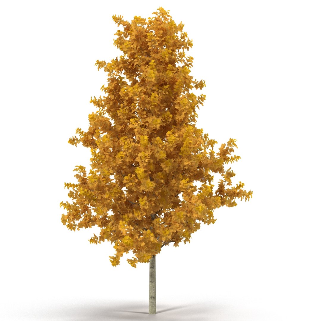 c4d autumn trees https://p.turbosquid.com/ts-thumb/lM/seDDsc/lJOLoKe5/autumntrees3dmodelscollection071/jpg/1443876596/1920x1080/fit_q87/42c1cbb0ce0ae0f2ee29f060b7c5ffb70dc24e36/autumntrees3dmodelscollection071.jpg