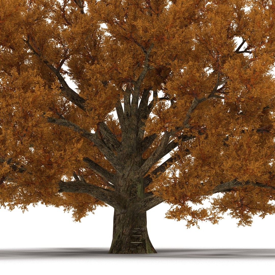 c4d autumn trees https://p.turbosquid.com/ts-thumb/lM/seDDsc/mGQj4GOJ/autumntrees3dmodelscollection024/jpg/1443876592/1920x1080/fit_q87/c87e4006c8fe82ad3fe78c213a7412a196159e12/autumntrees3dmodelscollection024.jpg