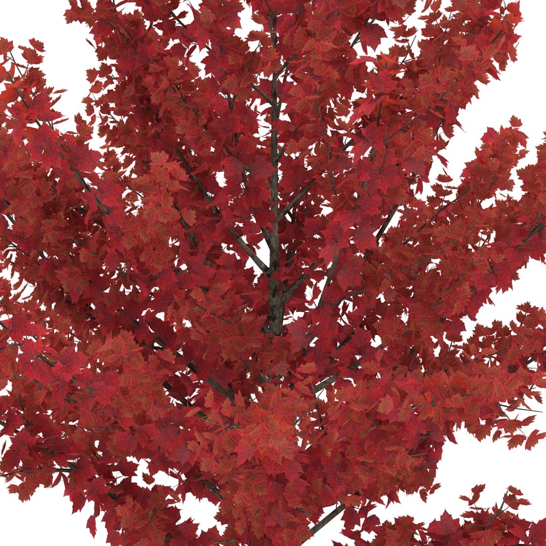 c4d autumn trees https://p.turbosquid.com/ts-thumb/lM/seDDsc/nIHz6V00/autumntrees3dmodelscollection059/jpg/1443876595/1920x1080/fit_q87/1c5fb3fe4a4b1322645b5d06a6fcf522b0c5057a/autumntrees3dmodelscollection059.jpg