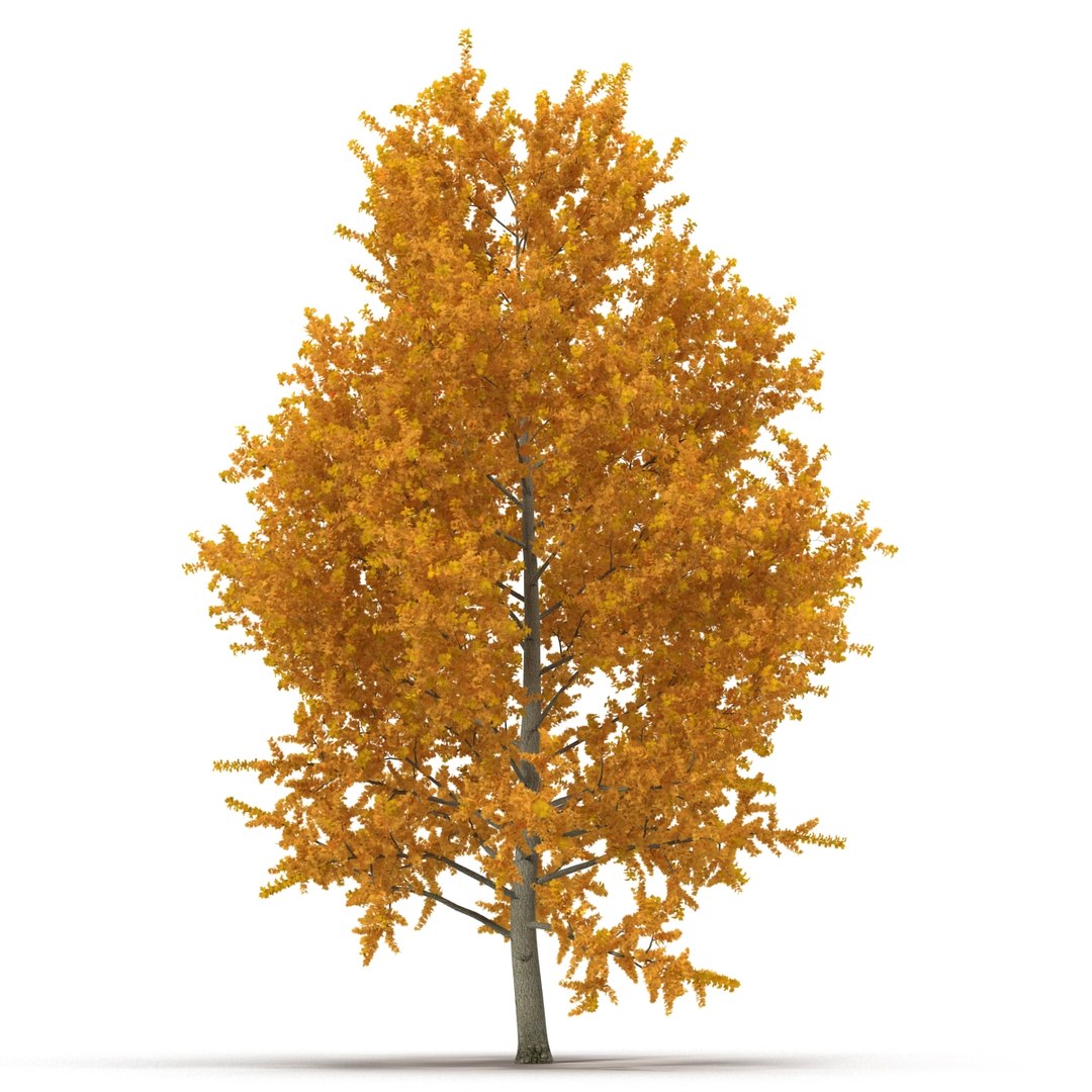 c4d autumn trees https://p.turbosquid.com/ts-thumb/lM/seDDsc/qfl1sqB5/autumntrees3dmodelscollection047/jpg/1443876594/1920x1080/fit_q87/1b554e6e5d14cf10daf108af6fd4c5a2afcf93f7/autumntrees3dmodelscollection047.jpg