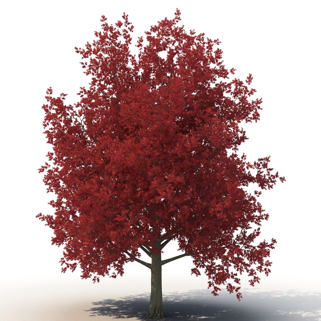 c4d autumn trees https://p.turbosquid.com/ts-thumb/lM/seDDsc/sO7c1saX/autumntrees3dmodelscollection030/jpg/1443876592/1920x1080/fit_q87/42994639d495b86fb9c87ea60e07b5941fc4f600/autumntrees3dmodelscollection030.jpg