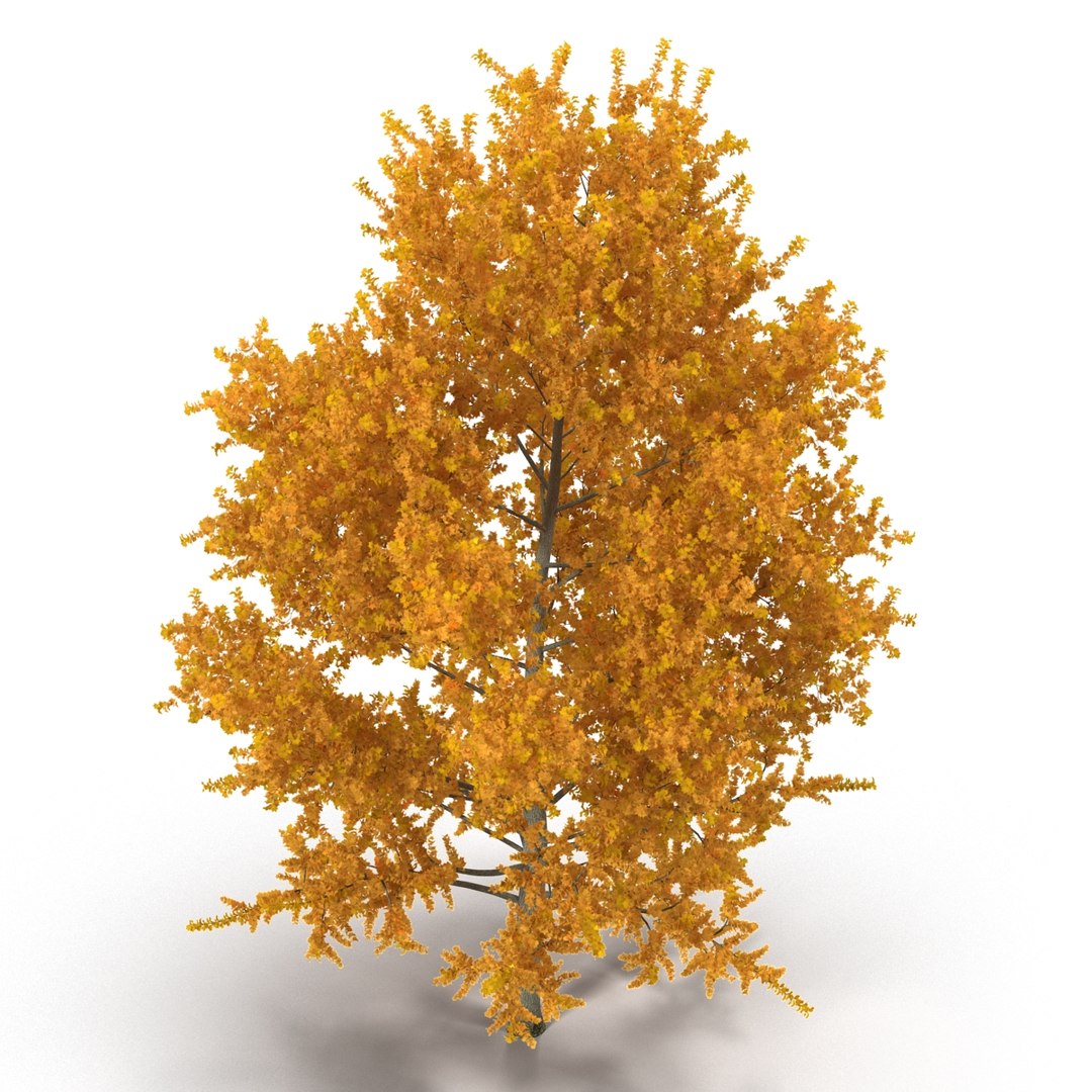 c4d autumn trees https://p.turbosquid.com/ts-thumb/lM/seDDsc/u5Nsgf1x/autumntrees3dmodelscollection045/jpg/1443876594/1920x1080/fit_q87/e79ff269ef1d32e17293c25a6e50aef7b644c63b/autumntrees3dmodelscollection045.jpg