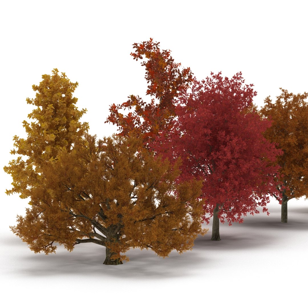 c4d autumn trees https://p.turbosquid.com/ts-thumb/lM/seDDsc/uMtLlZ3V/autumntrees3dmodelscollection006/jpg/1443876590/1920x1080/fit_q87/3536c0c2acfa7f186395ffc2b5dedbf25ec4c31d/autumntrees3dmodelscollection006.jpg