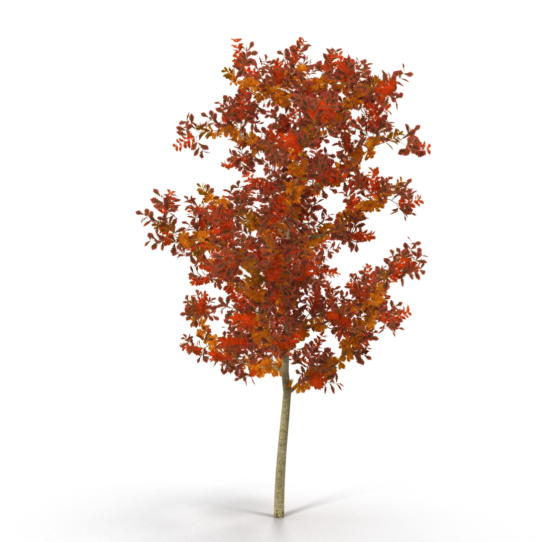 c4d autumn trees https://p.turbosquid.com/ts-thumb/lM/seDDsc/uxZJZbTX/young_white_oak_autumn_360/jpg/1443871199/1920x1080/turn_fit_q99/a90e6d6b358f422ffb39f56d4fb3ea19d0a81a5e/young_white_oak_autumn_360-1.jpg