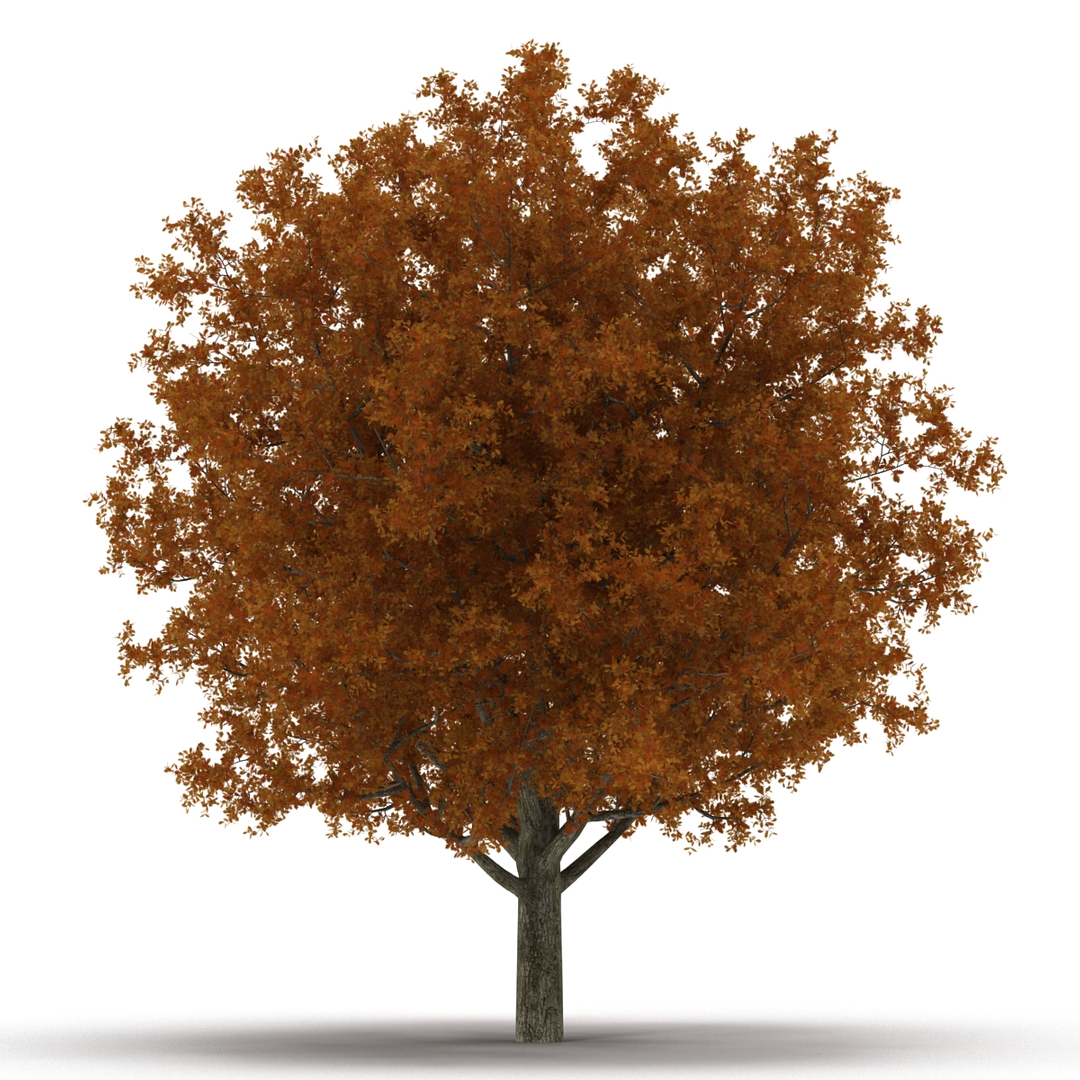 c4d autumn trees https://p.turbosquid.com/ts-thumb/lM/seDDsc/vWm3ymyE/white_oak_tree_autumn_360/jpg/1443871985/1920x1080/turn_fit_q99/c2bab7c71a0dd997189c2b7ca4e4288485cee4a9/white_oak_tree_autumn_360-1.jpg