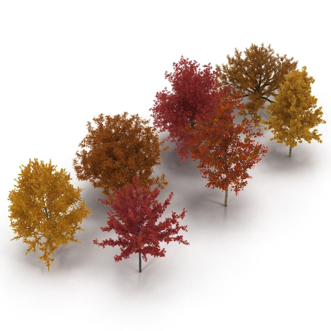 c4d autumn trees https://p.turbosquid.com/ts-thumb/lM/seDDsc/yorZdpoQ/autumntrees3dmodelscollection005/jpg/1443876590/1920x1080/fit_q87/a8fe35f8070bc6294e9446b79a18b970b1c9ef78/autumntrees3dmodelscollection005.jpg