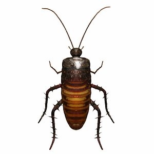 Madagascar hissing cockroach model
