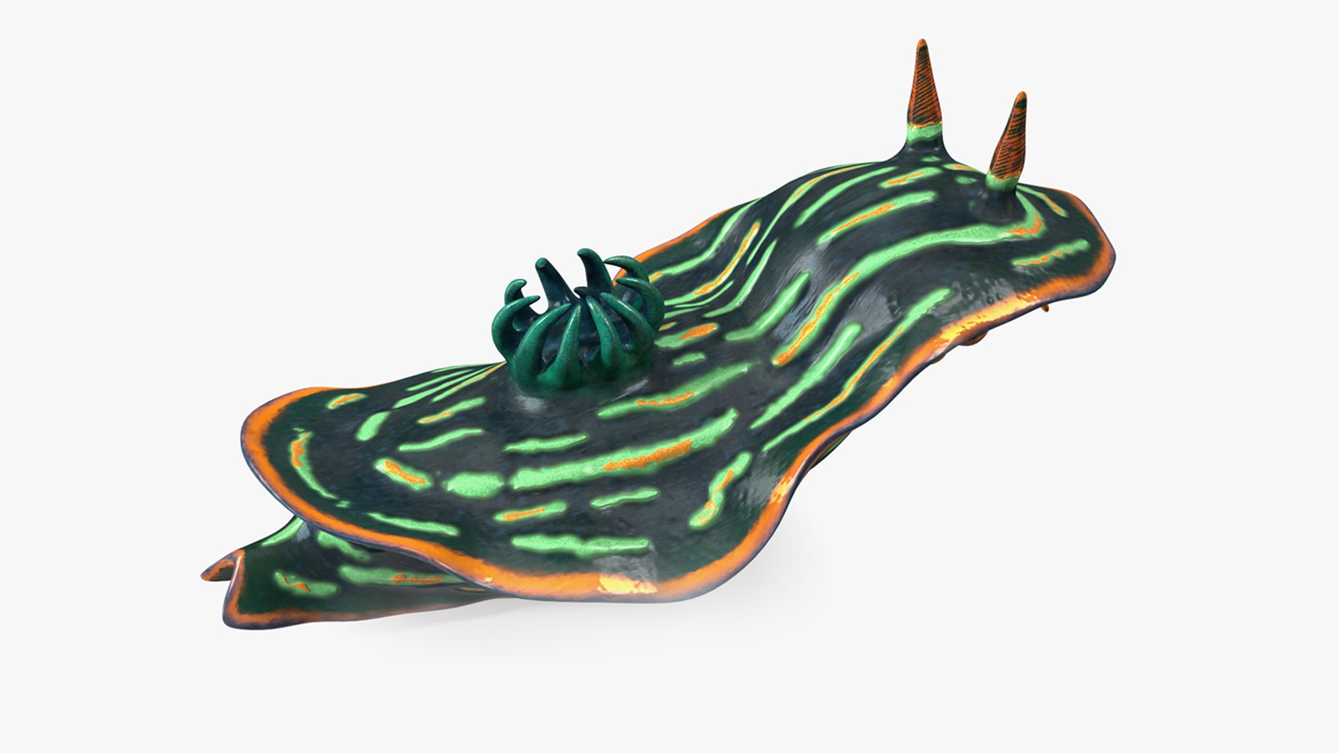 Dusky Nudibranch Rigged for Maya 3D model preview