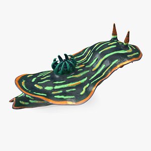 Dusky Nudibranch Rigged for Maya